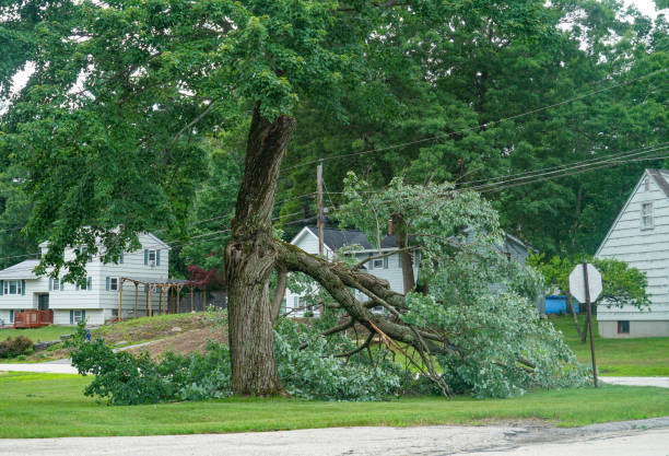 Best Tree Stump Removal  in Coppell, TX